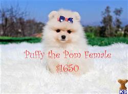pomeranian puppy posted by The Perfect Creations
